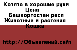 Котята в хорошие руки › Цена ­ 5 - Башкортостан респ. Животные и растения » Кошки   